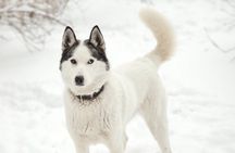 30 Minutes Husky Safari and Farm Visit in Pyhatunturi 