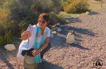 Shore Tours Punta Tombo Cruise Ship Passengers Puerto Madryn