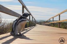 Shore Tours Punta Tombo Cruise Ship Passengers Puerto Madryn