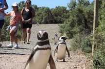 Shore Tours Punta Tombo Cruise Ship Passengers Puerto Madryn