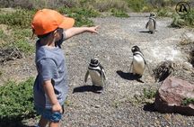 Shore Tours Punta Tombo Cruise Ship Passengers Puerto Madryn