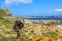 Cape of Good Hope & Penguins Small Group Guided Tour