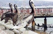 Best of Valparaiso - Vina del Mar and Casablanca Valley Tour