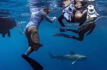Dive with sharks in Oahu Hawaii: Educational Tour (No cage)