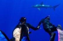 Dive with sharks in Oahu Hawaii: Educational Tour (No cage)