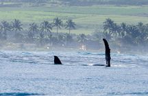 Private Whale Watching Safari from North Shore Oahu