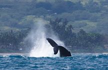 Private Whale Watching Safari from North Shore Oahu