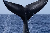 Private Whale Watching Safari from North Shore Oahu