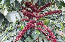 Fairview Estate Coffee Farm Tour with Pick up