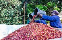 Fairview Estate Coffee Farm Tour with Pick up