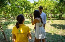 Guided tour of a historic lemon grove in Sorrento
