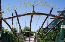 Guided tour of a historic lemon grove in Sorrento