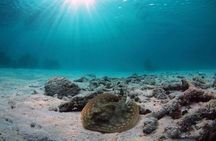 Mayan Adventure Experience in Caleta & Cenote from Riviera Maya