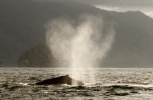 Private Whale Watching Sailing Tour
