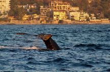 Private Whale Watching Sailing Tour