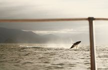 Private Whale Watching Sailing Tour