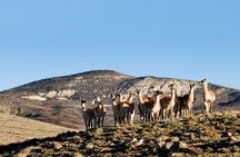 Immersive 4x4 Patagonia Safari: Dicover Flora Heritage & Wildlife