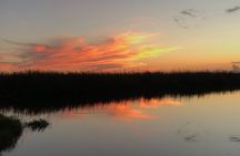Sunset 1.5 Hour Private Airboat Tour of Miami Everglades