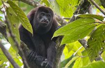 Manuel Antonio with Mauro / Tickets not Included! 