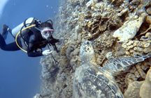 Boat Dive 2 Guided Dives with Lunch Included wreck dive&reef dive