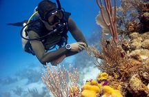 Half-Day Private Discover Dive at Australia's Iconic Beach