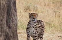 6 Days Maasai Mara, L.Nakuru and L. Naivasha Safari.