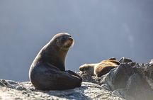 Milford Sound Cruise - RealNZ