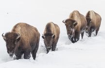 Private All-Day Winter Tour of Grand Teton National Park