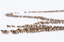 Combination Snowshoe & Wildlife Viewing