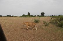 4-Day Kidepo Wild Life Safari