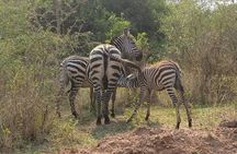 4-Day Kidepo Wild Life Safari