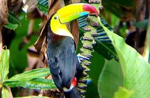 Blue River Waterfall and Rainforest Full Day Tour