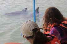 Half-Day Dolphin and Bird Watching in the Mangrove Forest of Puerto del Morro
