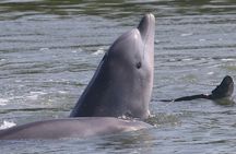 Half-Day Dolphin and Bird Watching in the Mangrove Forest of Puerto del Morro