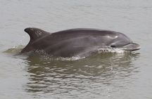 Half-Day Dolphin and Bird Watching in the Mangrove Forest of Puerto del Morro