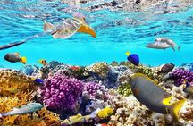Tiran Island Snorkeling Excursion