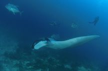 SCUBA Diving tour Racha and Coral islands full day tour 