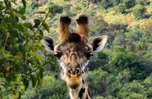 6 Days Amboseli, Lake Naivasha and Masai Mara Adventure