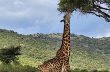 6 Days Amboseli, Lake Naivasha and Masai Mara Adventure