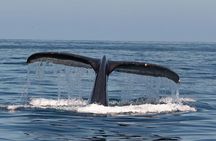Private Family Whale & Dolphin Adventure in San Diego