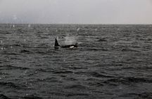 Tromsø Whale & Orca Safari – All-Inclusive (Max 50 pax)