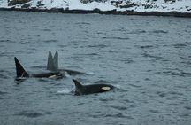 Tromsø Whale & Orca Safari – All-Inclusive (Max 50 pax)