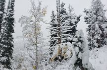 Guided Uinta Forest 3-Mile Hike w/fire + Lunch/charcuterie Stop 