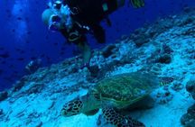  PADI Scuba Lesson and Shore Dive in Maui