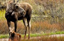 Private Sunset Grand Teton Wildlife Adventure