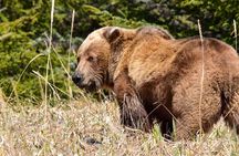 Alaska Bear Viewing Adventure from Seward