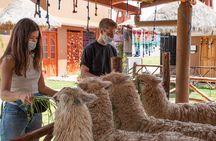 From Cusco: Sacred valley and Moray salt Mines