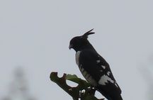 Phnom Penh Birding Experience and Brunch 