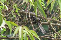 Phnom Penh Birding Experience and Brunch 