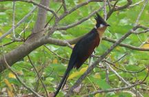 Phnom Penh Birding Experience and Brunch 
